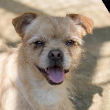 Dog ID D-023