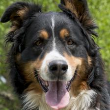 Dog ID D-024