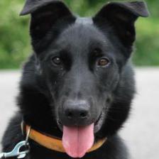 Dog ID D-025